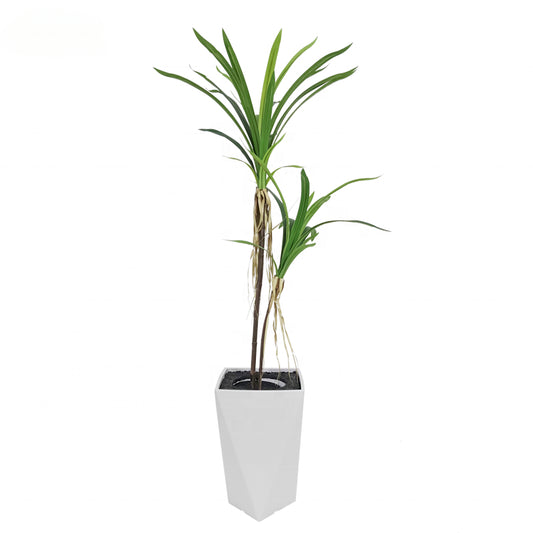 Fake Plants Hot Selling 120cm  Dracaena Sanderiana Dracaena Realistic Looking Artificial Plant Artificial Tree Yooly Plants - YL208087
