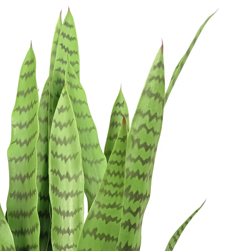 Faux Fake Big Artificial Snake Plants With White Pot For Garden Outdoor Indoor Decoration Yooly Plants - YL137220027