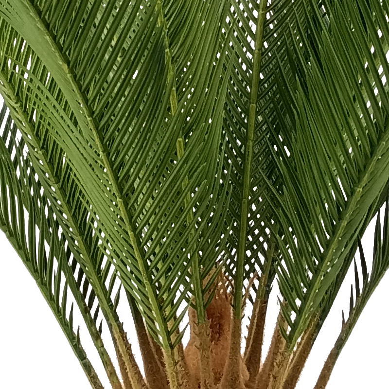 Factory Directly Home Decoration Plant Artificial Sago Cycas for Indoor Decoration Yooly Plants - YL137220024