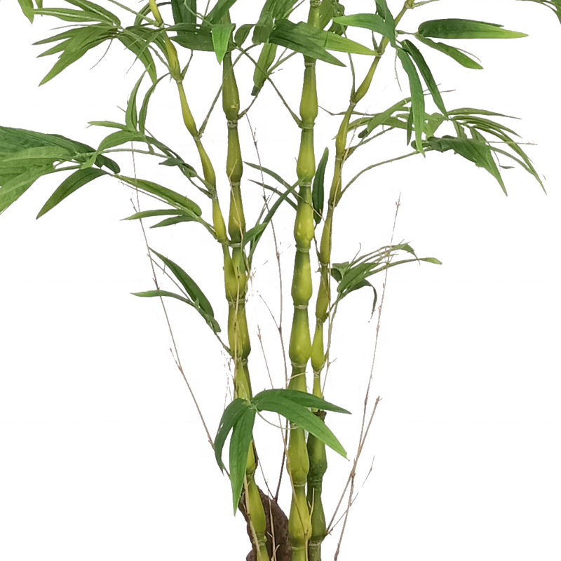 Fake Plants Superior Quality 6ft 180cm Chinese Bamboo Tree Bamboo Artificial Tree Bambusa Ventricosa Buddha Belly Bamboo for Decor Yooly Plants - YL208050